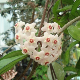 Hoya carnosa (wax flower plant)